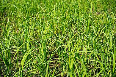 《收获日3》或需全程联网方可进行游戏